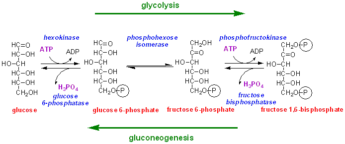 Gluconeogenesis fructose 1 6 bisphosphatase deficiency