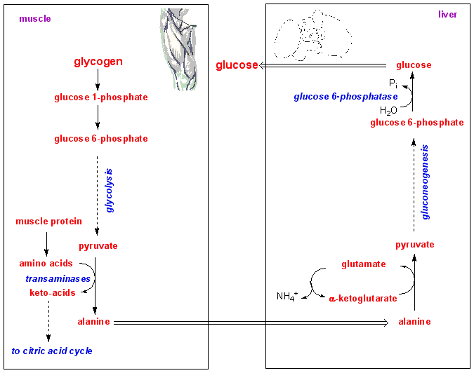 glucose-alanine cycle
