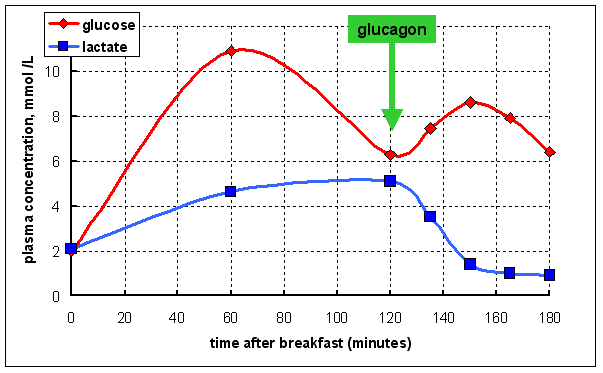 glucagon fed