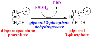 glycerol 3-PdH mito