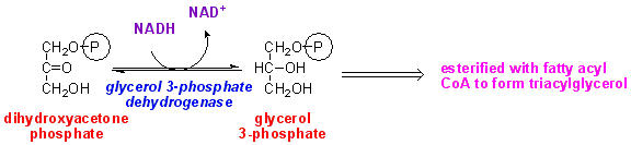 glycerol 3PdH