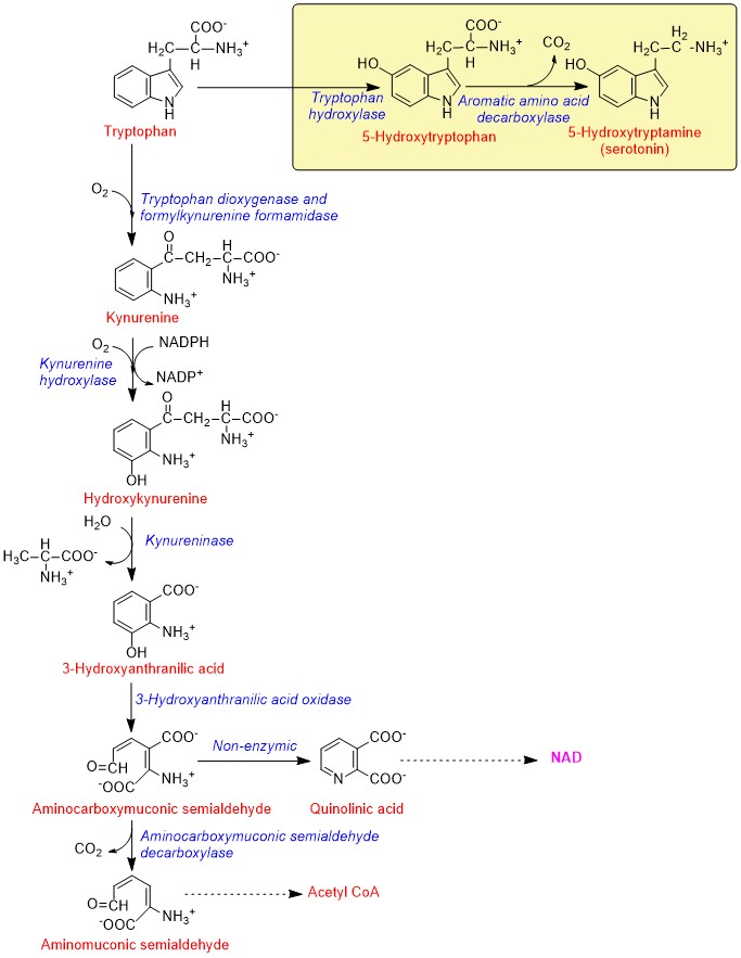 tryptophan metabolism
