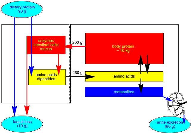 Nitrogen balance