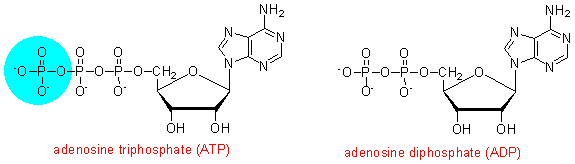 ADP+ATP