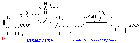 hypoglycin