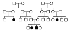 pedigree