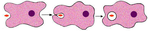 phagocytosis