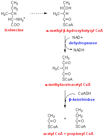 IsoleuCatab