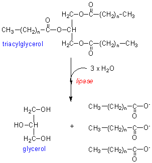 lipase